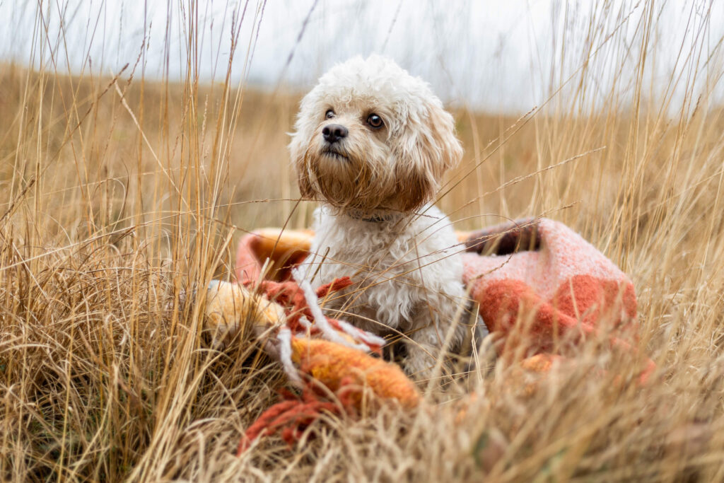 Hundefotograf Schleswig-Holstein