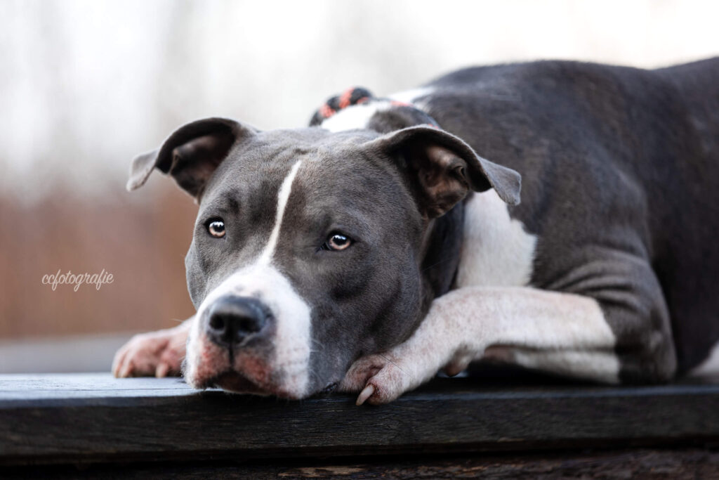 Hundefotograf Schleswig-Holstein