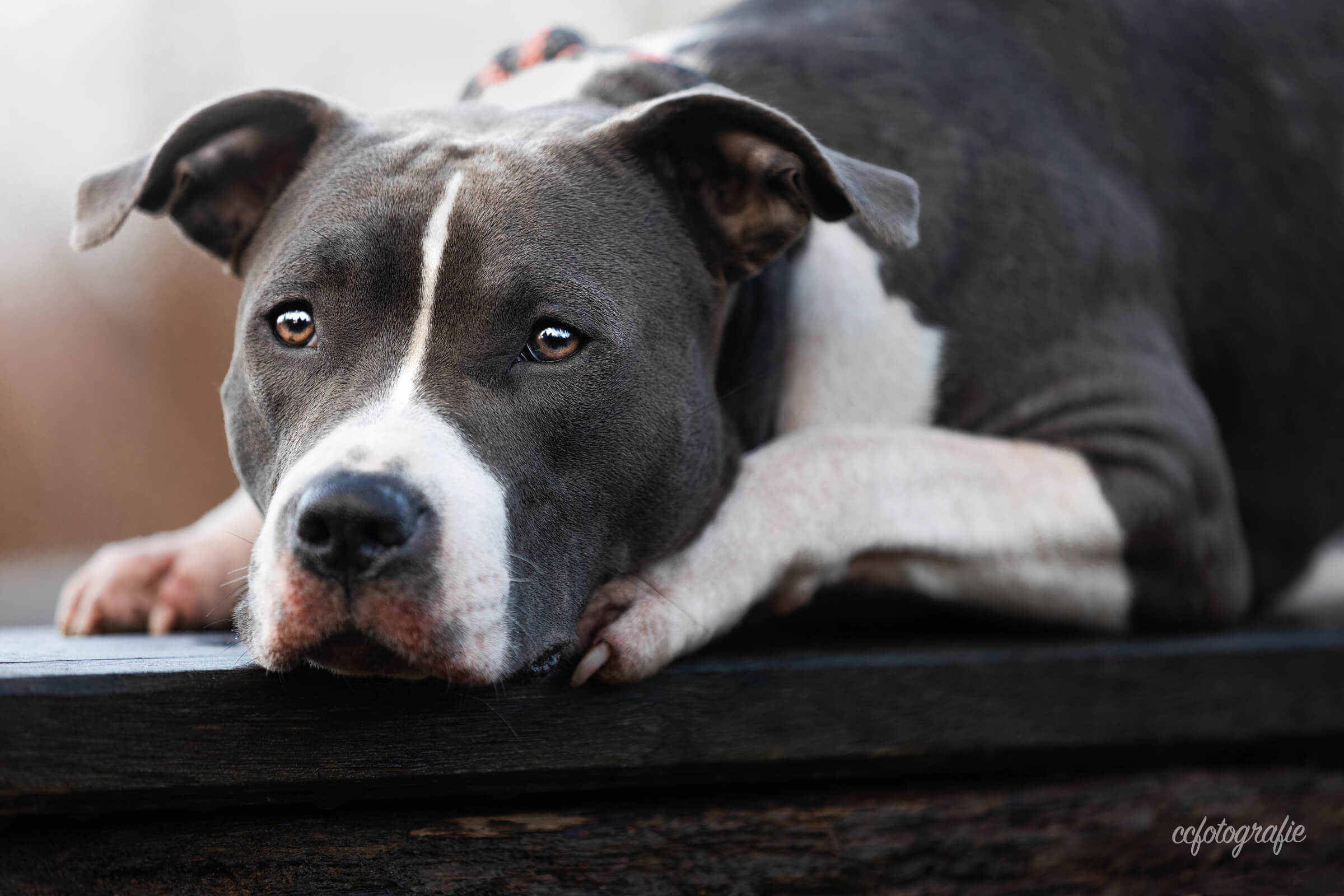 Hundefotograf Schleswig-Holstein