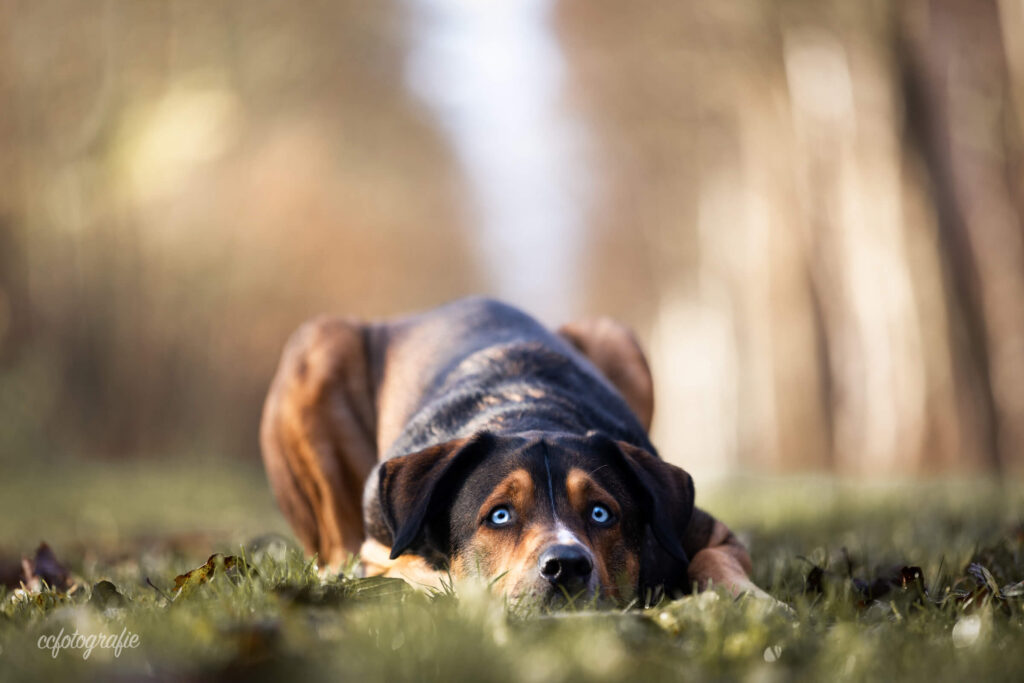 Hundefotograf Schleswig-Holstein