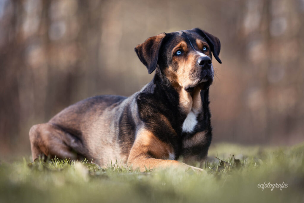 Hundefotograf Schleswig-Holstein