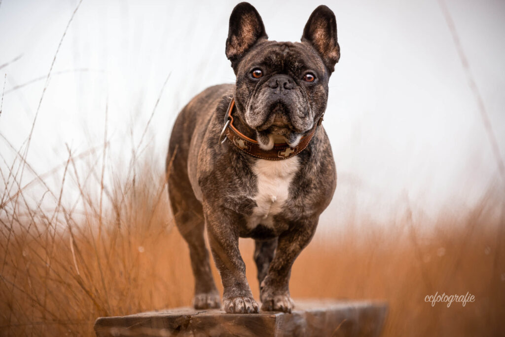Hundefotograf Schleswig-Holstein