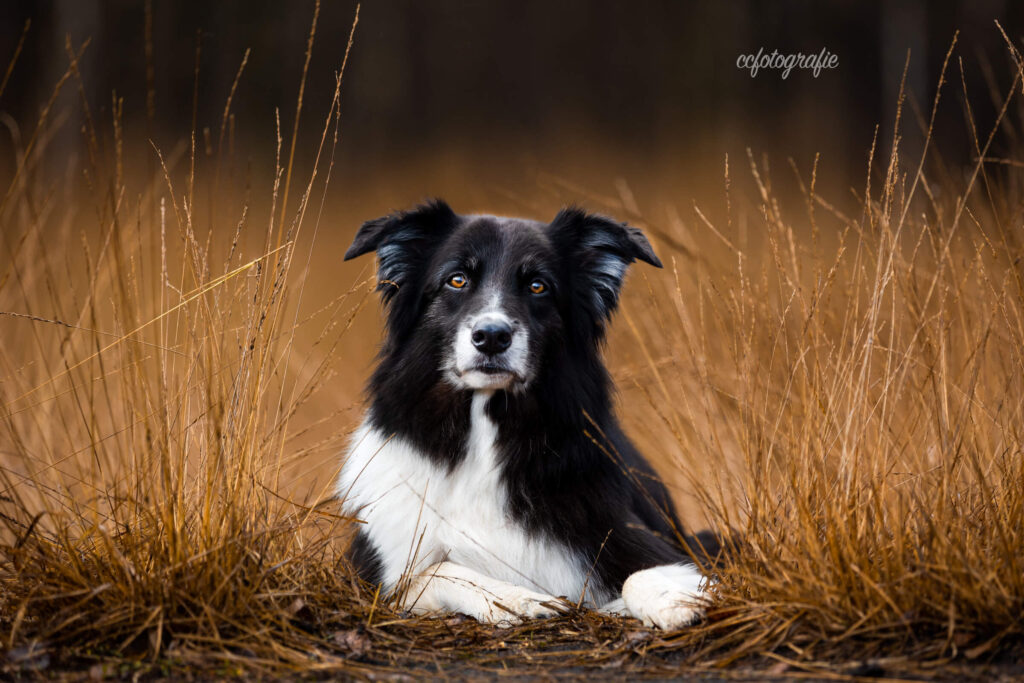 Hundefotograf Schleswig-Holstein