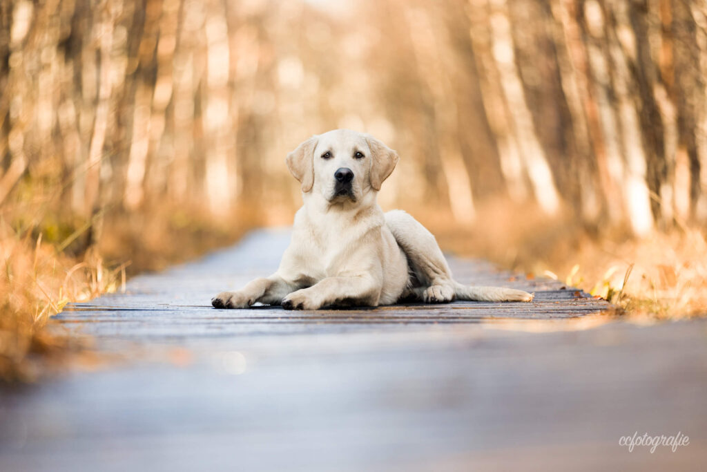 Hundefotograf Schleswig-Holstein