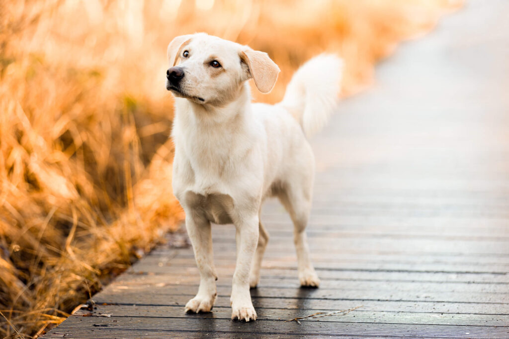 Hundefotografie Schleswig-Holstein