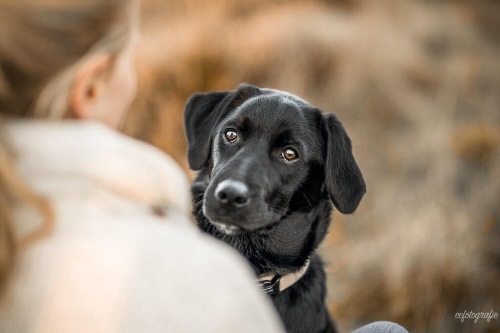 Hundefotografie Schleswig-Holstein