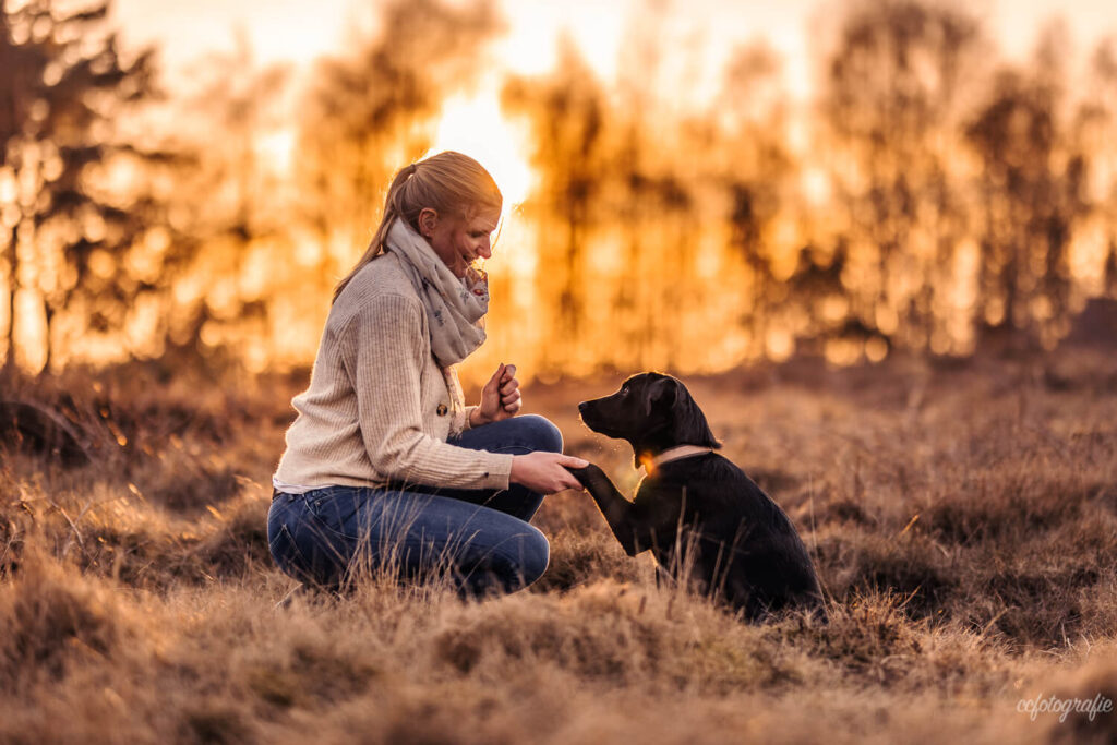 Hundefotografie Schleswig-Holstein