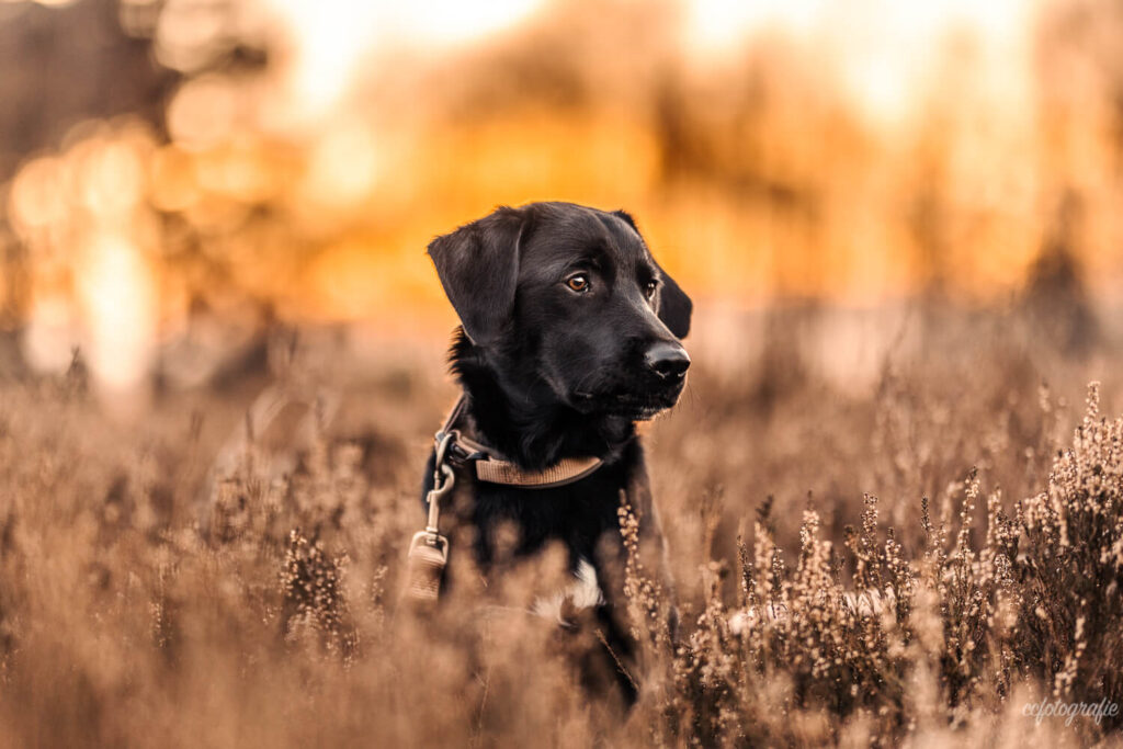 Hundefotografie Schleswig-Holstein