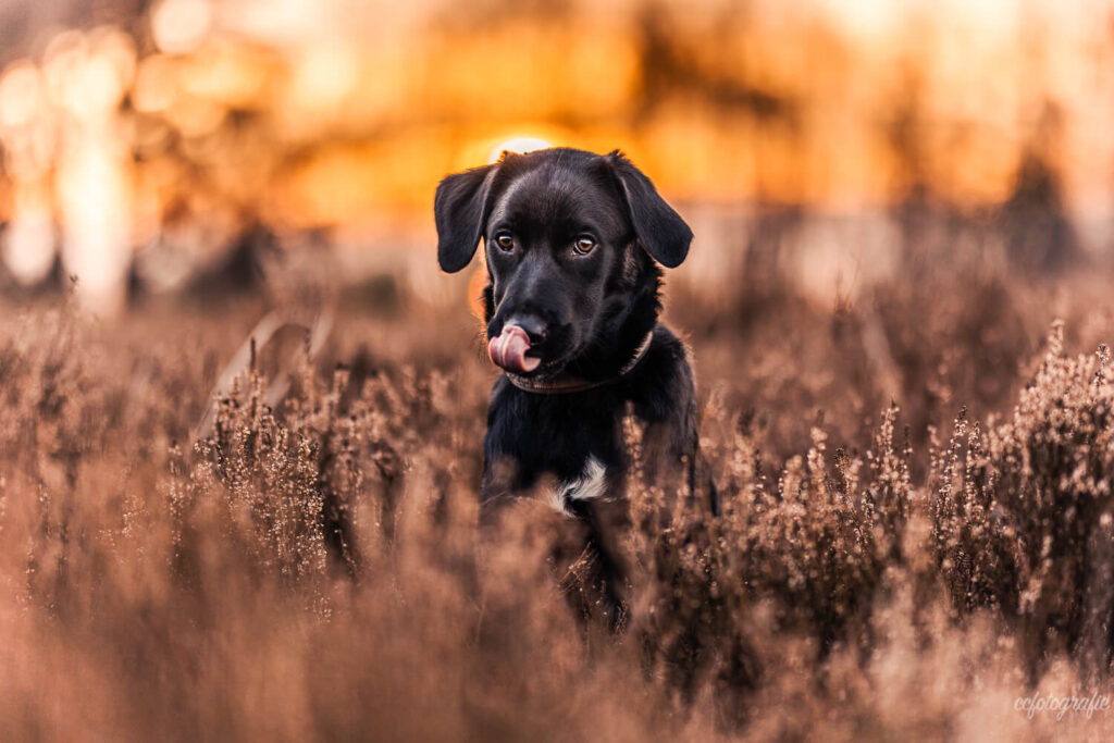 Hundefotografie Schleswig-Holstein