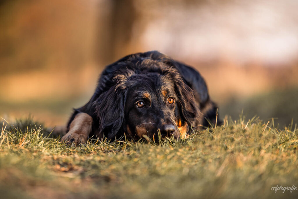 Hundefotograf Schleswig-Holstein