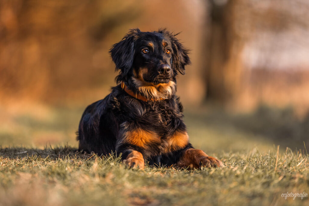 Hundefotograf Schleswig-Holstein