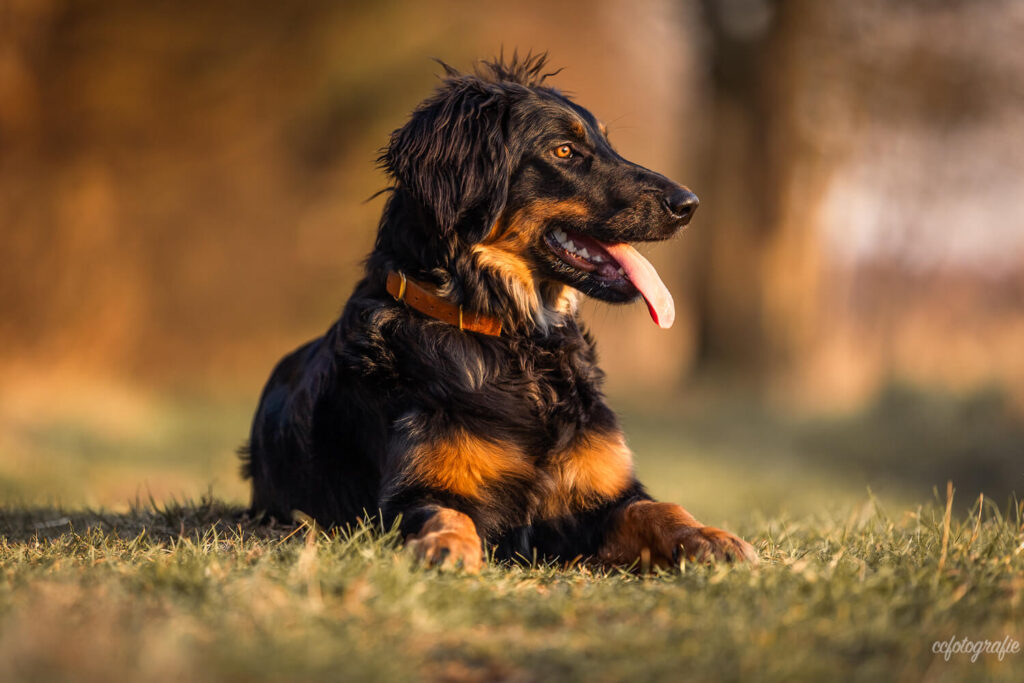 Hundefotograf Schleswig-Holstein
