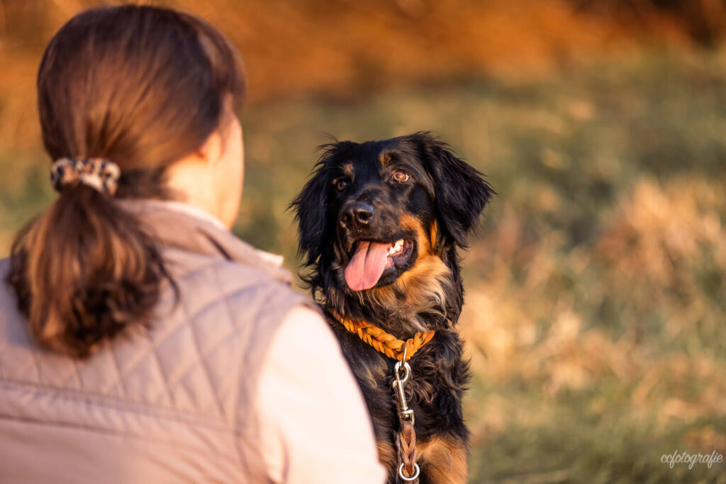 Hundefotograf Schleswig-Holstein
