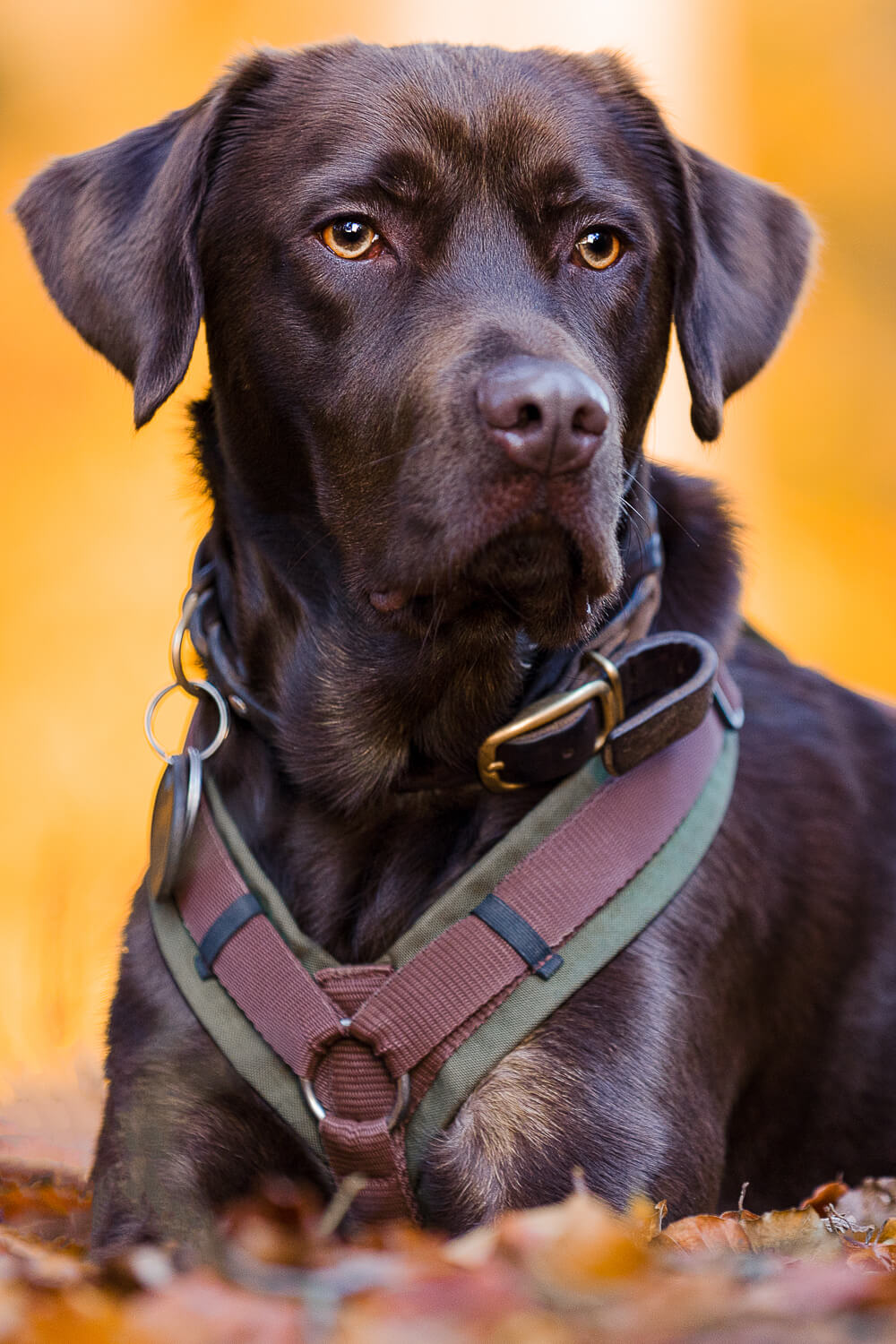 Hundefotograf Schleswig-Holstein
