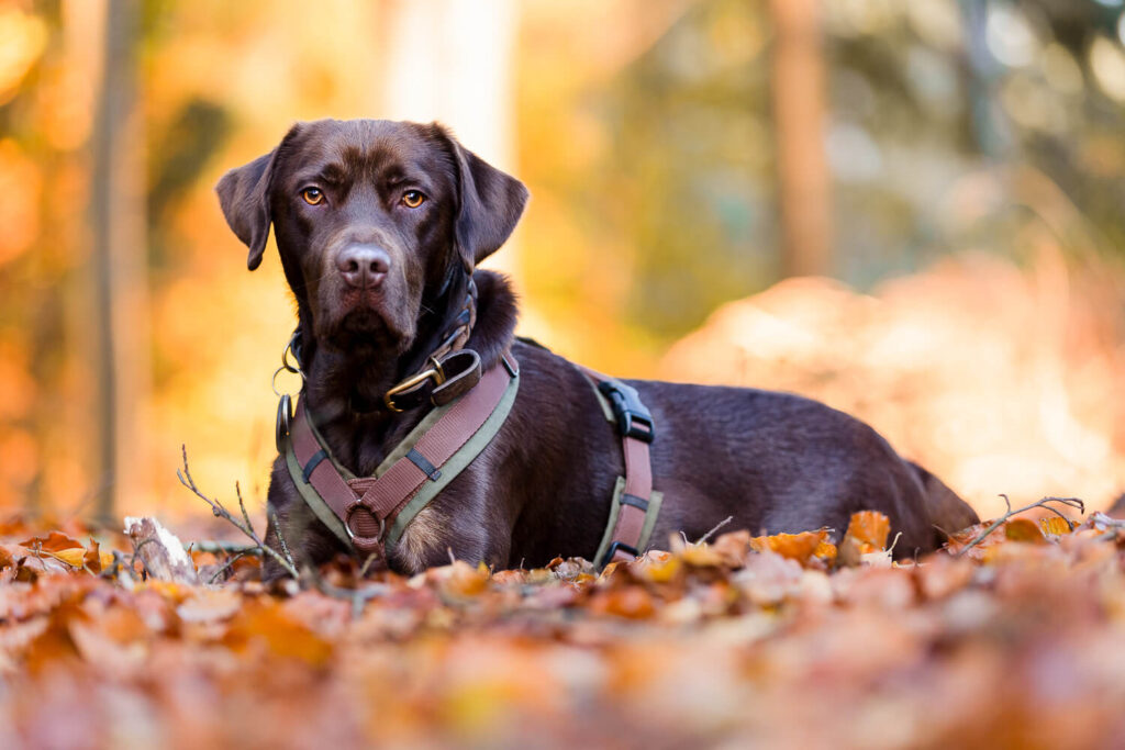 Hundefotograf Schleswig-Holstein