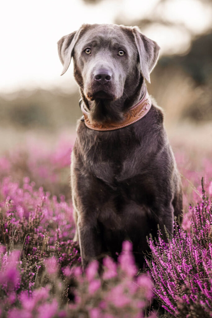 Hundefotograf Schleswig-Holstein