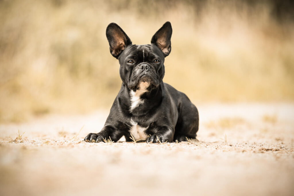 Hundefotograf Schleswig-Holstein