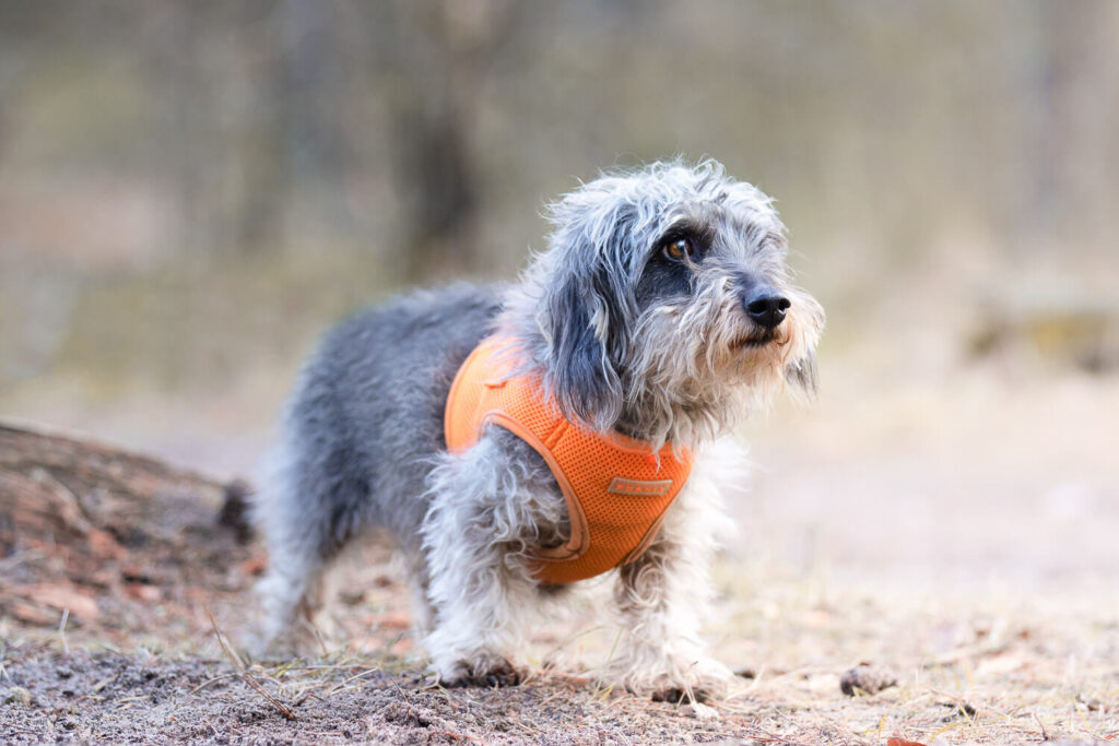 Hundefotograf Schleswig-Holstein