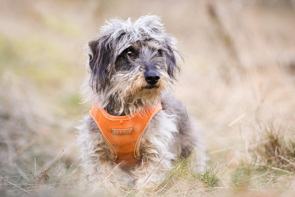 Hundefotograf Schleswig-Holstein