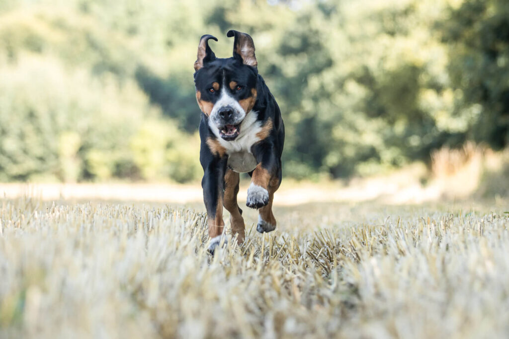 Hundefotograf Schleswig-Holstein