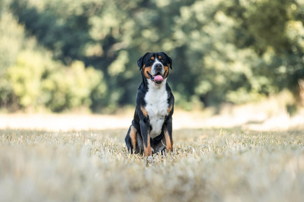 Hundefotograf Schleswig-Holstein