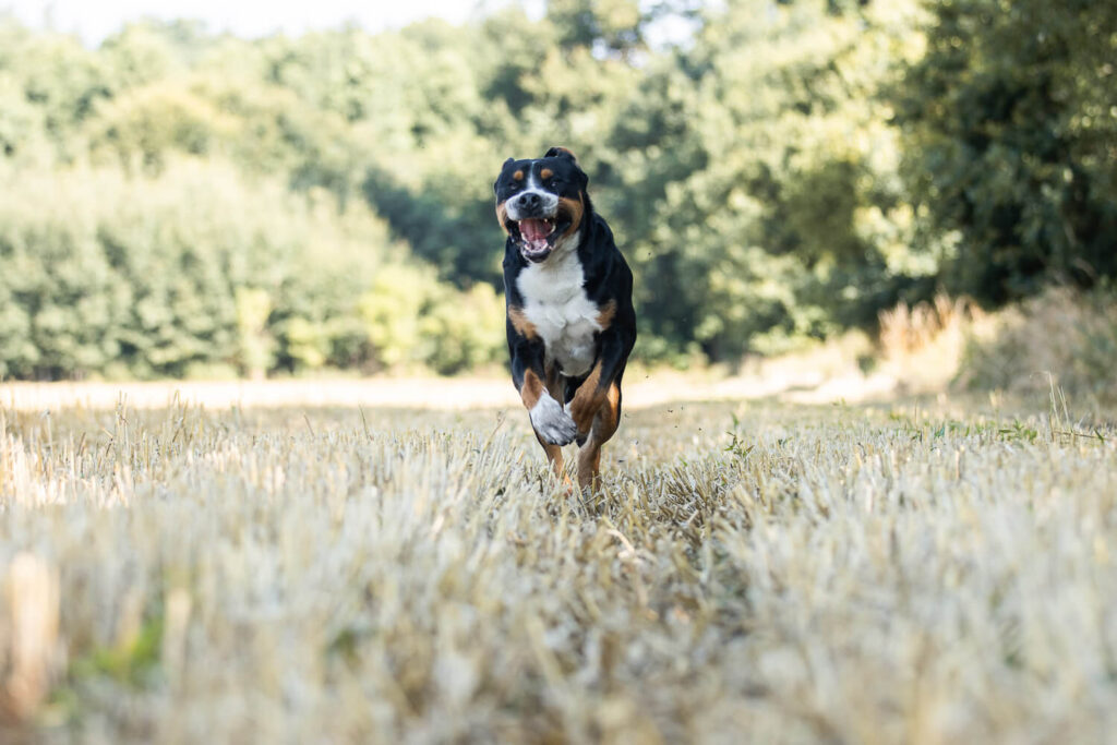 Hundefotograf Schleswig-Holstein