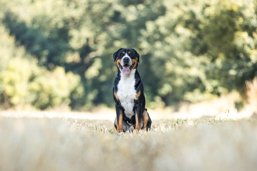 Hundefotograf Schleswig-Holstein