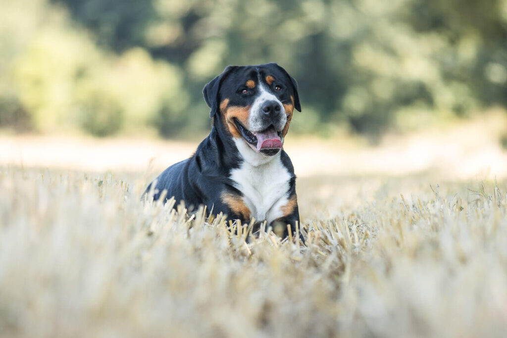 Hundefotograf Schleswig-Holstein