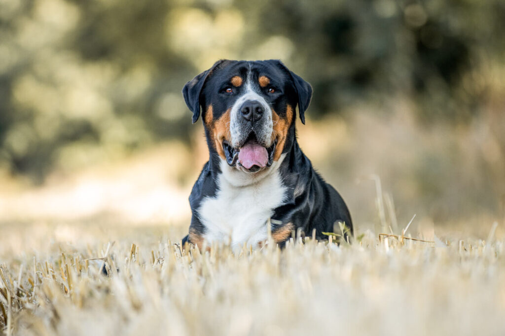Hundefotograf Schleswig-Holstein