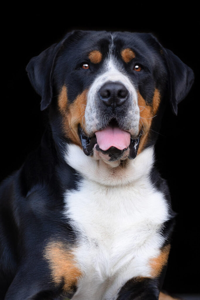 Hundefotograf Schleswig-Holstein