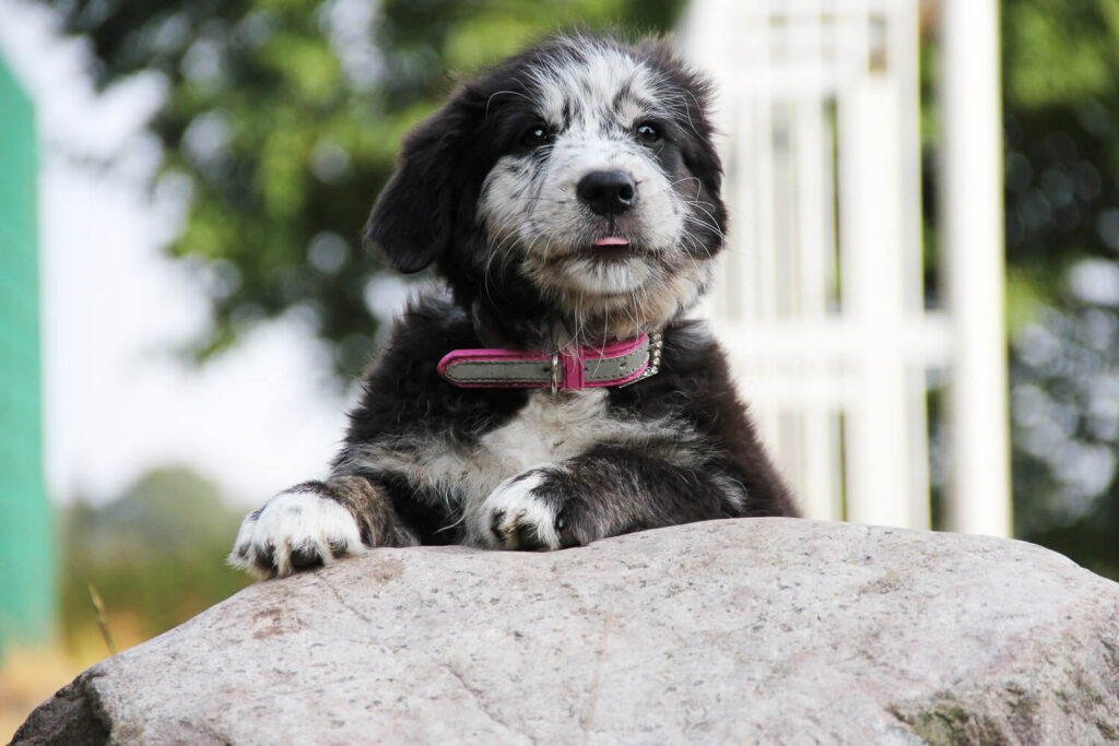 Hundefotograf Schleswig-Holstein