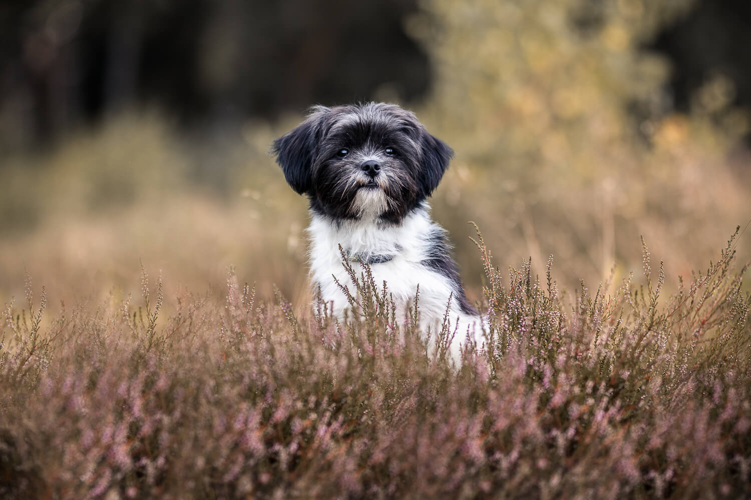 Hundefotoshooting Schleswig-Holstein