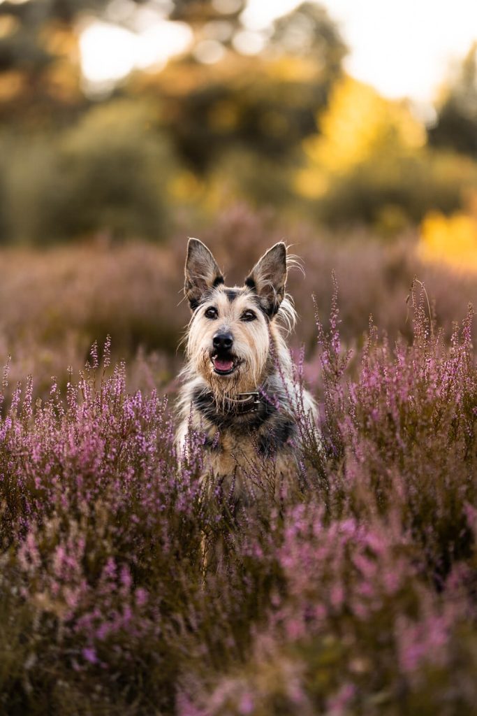 Hundefotograf Schleswig-Holstein