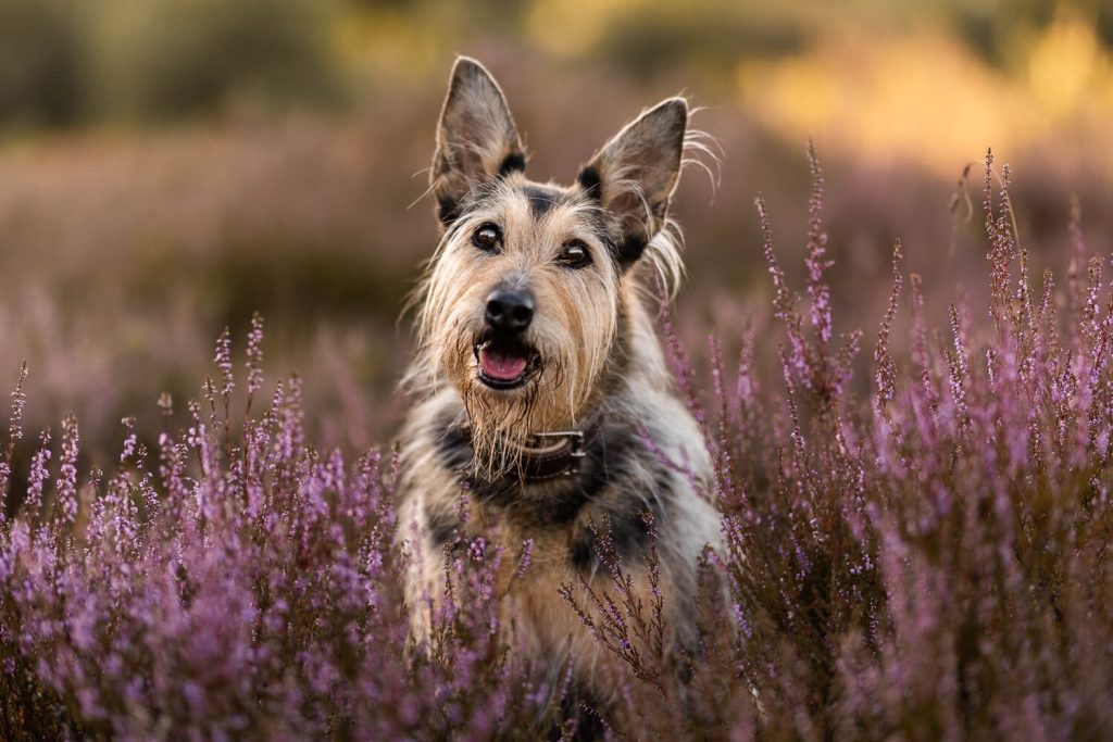 Hundefotograf Schleswig-Holstein