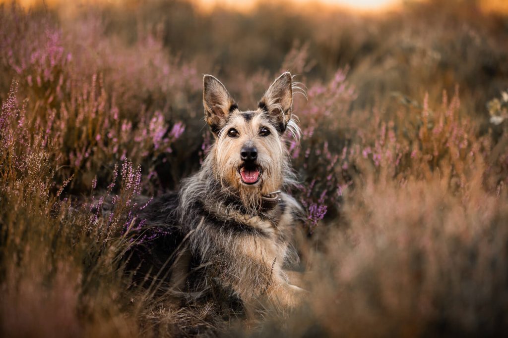 Hundefotograf Schleswig-Holstein