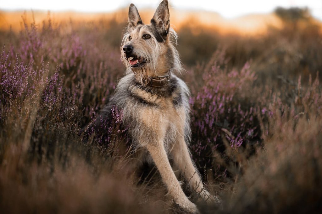Hundefotograf Schleswig-Holstein