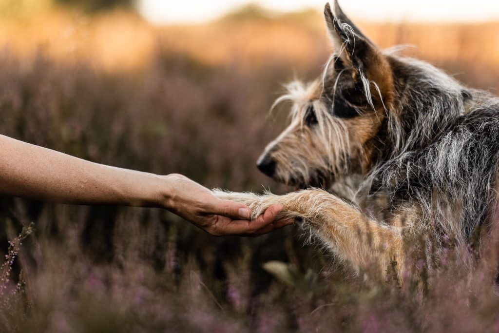 Hundefotograf Schleswig-Holstein