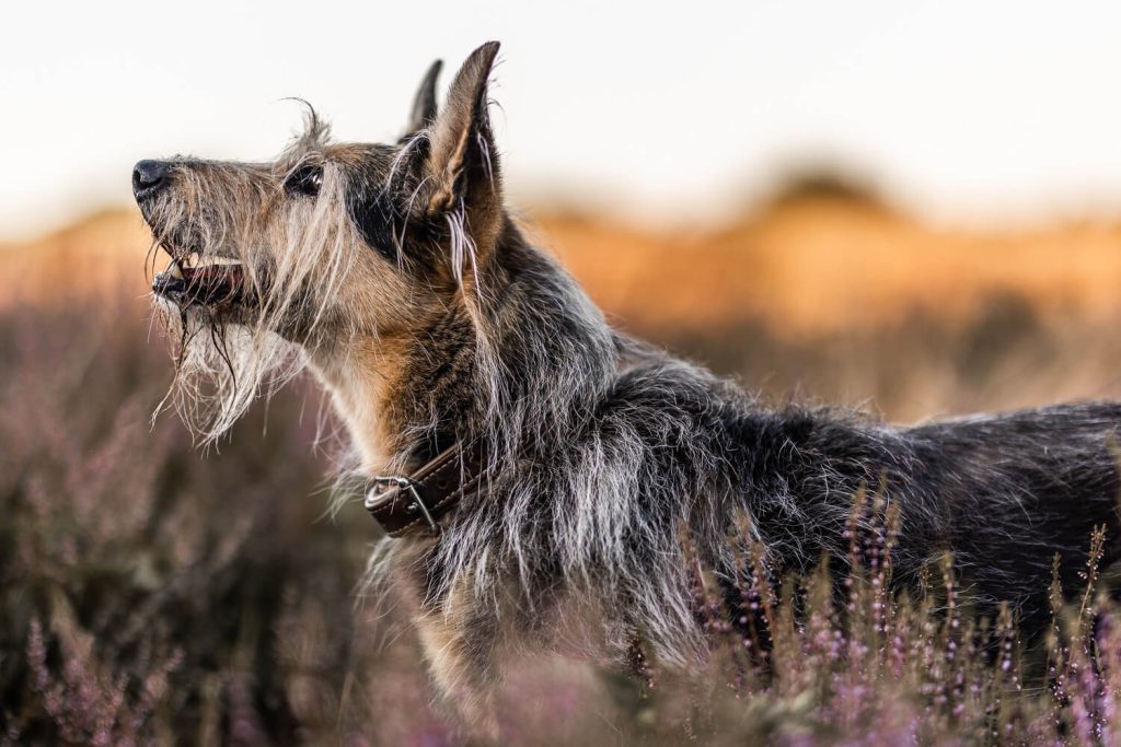 Hundefotograf Schleswig-Holstein