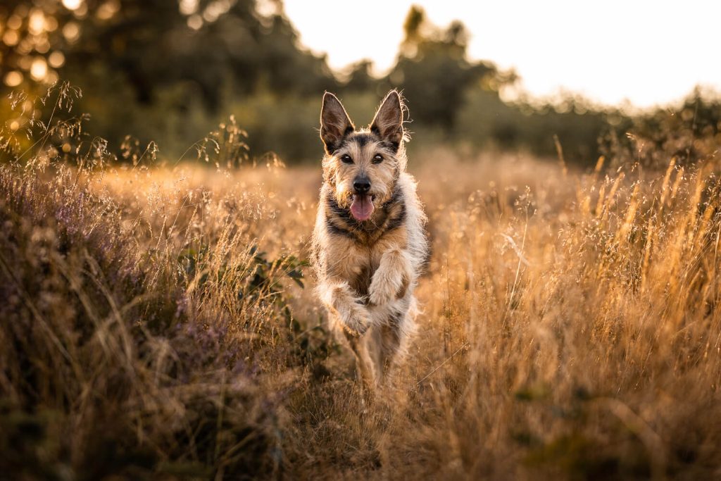 Hundefotograf Schleswig-Holstein