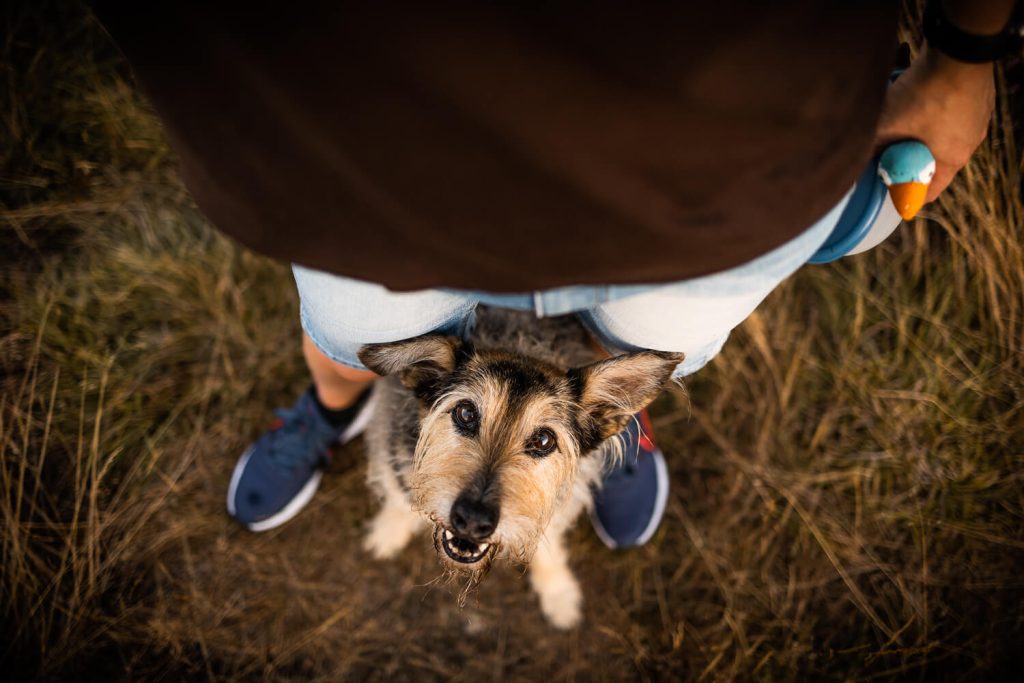 Hundefotograf Schleswig-Holstein