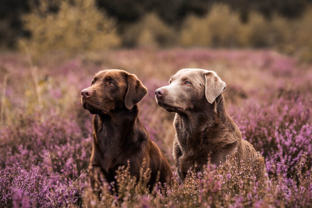 Hundefotograf Hamburg
