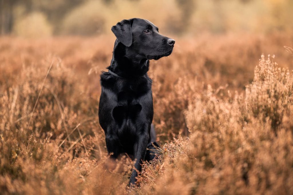 Hundefotograf Hamburg