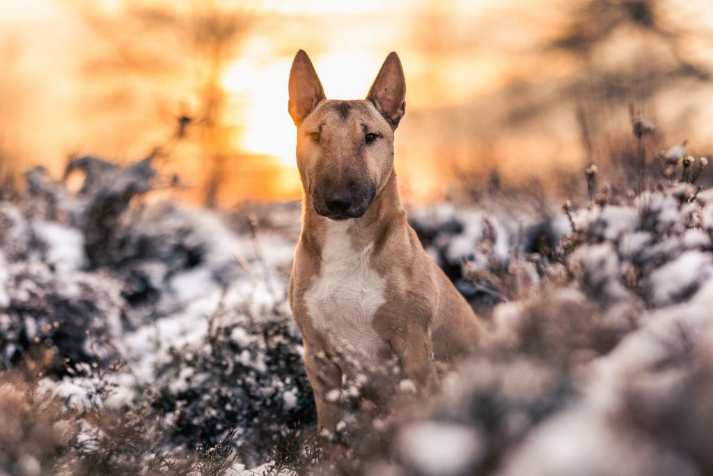 Fotoshooting mit Hund Schleswig-Holstein