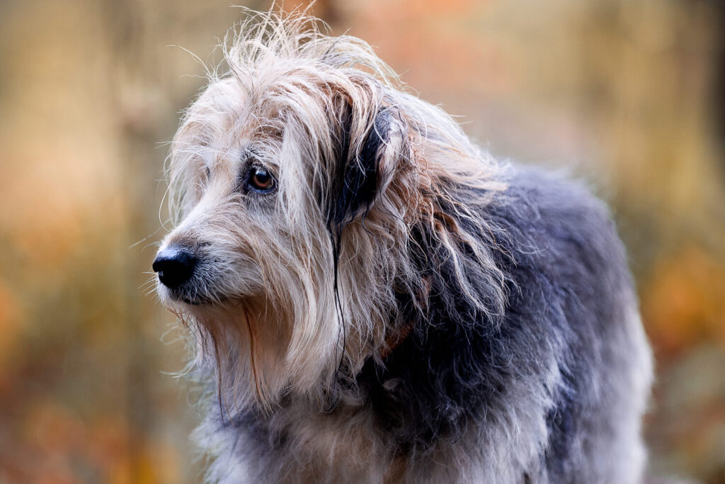 Hundefotograf Schleswig-Holstein