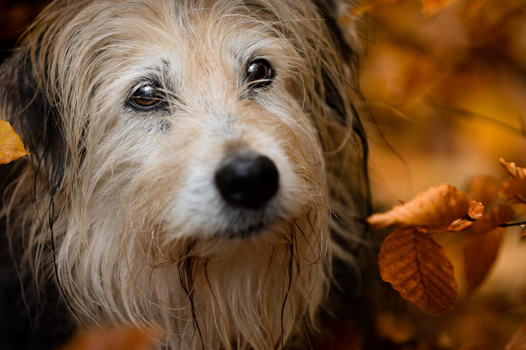 Hundefotograf Schleswig-Holstein