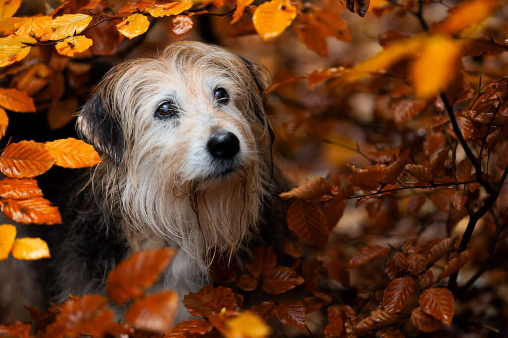 Hundefotograf Schleswig-Holstein
