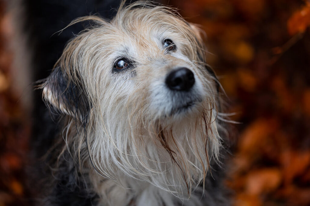 Hundefotograf Schleswig-Holstein