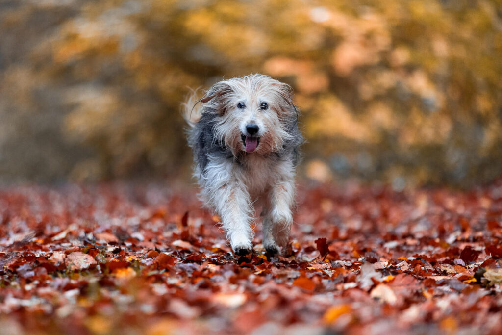 Hundefotograf Schleswig-Holstein