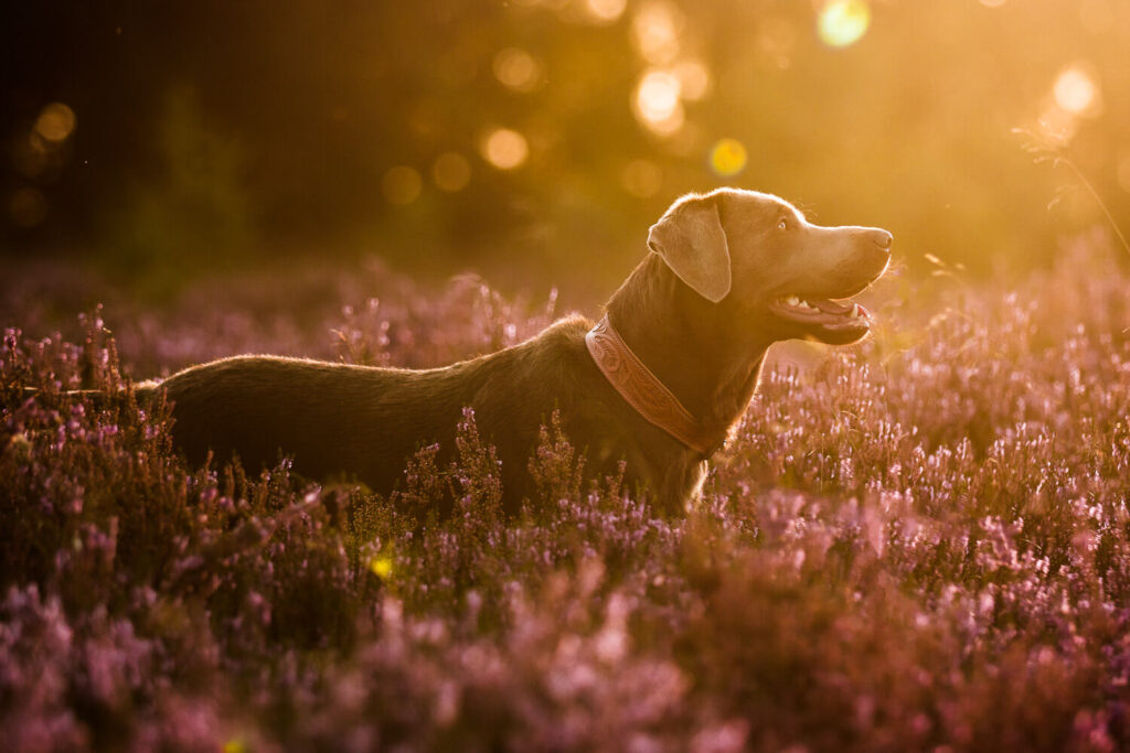 Hundefotograf Schleswig-Holstein