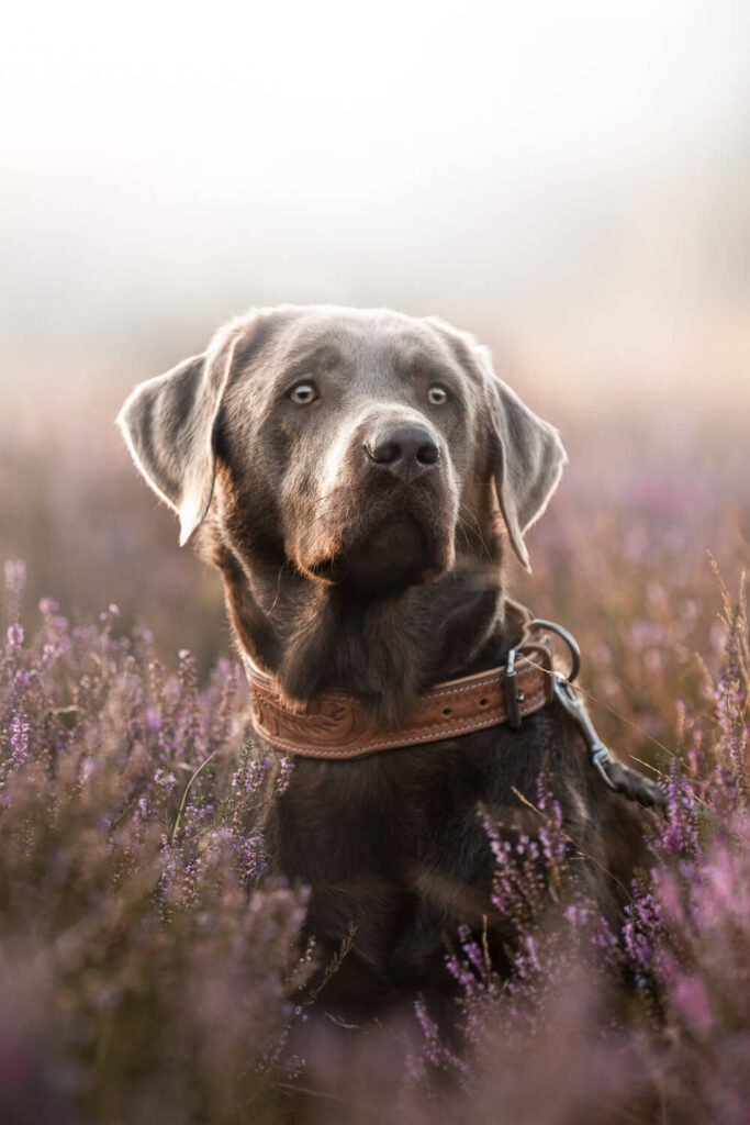 Hundefotograf Schleswig-Holstein